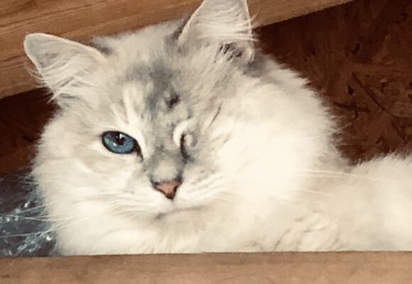 Lily
