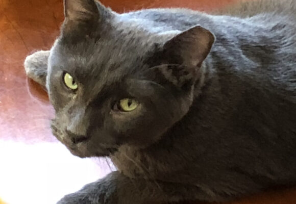 coal Coal