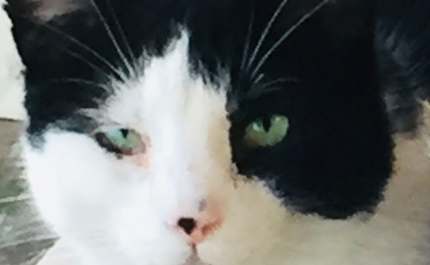 Lewis