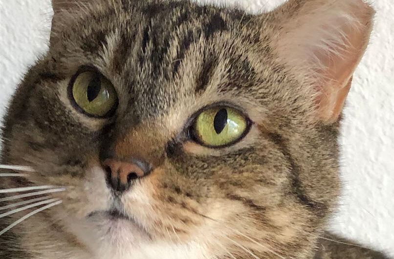 Tabitha