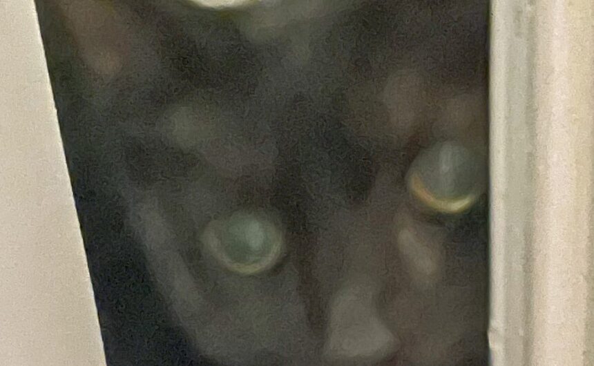 Pipsqueak